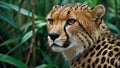 Close up view of majestic cheetah showcasing its distinctive spotted coat and intense gaze in the tropical jungle Royalty Free Stock Photo