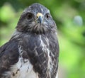 Close-up view of a majestic common buzzard Royalty Free Stock Photo