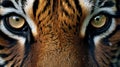 Close-up of tiger face