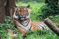 Close up view of malayan tiger Royalty Free Stock Photo