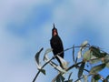 Amethyst sunbird Royalty Free Stock Photo