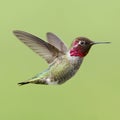 Hummingbird Iridescent Dainty Green In Flight Bird