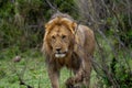 Close-up view of a male Asiatic lion walking in the greenery Royalty Free Stock Photo