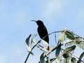 Black sunbird