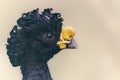 Close-up view of a male Great curassow Royalty Free Stock Photo