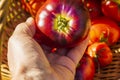 Close up view of male hand holding big red ripe tomato. Red tomatoes in  wicker basket on background. Royalty Free Stock Photo