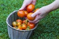 Close up view of male hand holding big red ripe tomato. Red tomatoes in  wicker basket on background. Royalty Free Stock Photo