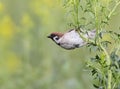 Close up view on male house sparrow with yellow flowers isolated on blurry background.