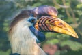 Close-up view of a male Knobbed Hornbill