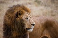 Close-up view of a male lion watching prey in the Ngorongoro national park (Tanzania)