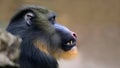 Close-up view of a male Mandrill