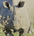 Close up view of a male one horned indian rhinoceros rhinoceros unicornis in kaziranga national park Royalty Free Stock Photo