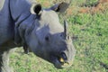 Close up view of a male one horned indian rhinoceros rhinoceros unicornis in kaziranga national park Royalty Free Stock Photo