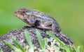 Oriental garden lizard Royalty Free Stock Photo