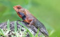 Close-up view of a male Oriental garden lizard