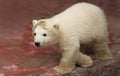 Close-up view of a male polar bear baby Royalty Free Stock Photo