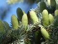 Close-up view of males cones from the majestic Cedrus atlantica `Glauca`