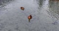 Close-up view of mallards, Close-up of duck, female mallard, ducks floating on water Royalty Free Stock Photo