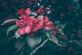 Close up view of malus royalty apple tree flowers