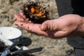 Close up view of man hands opens and cleans sea urchins, for take the eggs inside Royalty Free Stock Photo