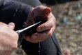 Close up view of man hands opens and cleans sea urchins, for take the eggs inside Royalty Free Stock Photo