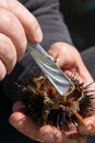 Close up view of man hands opens and cleans sea urchins, for take the eggs inside Royalty Free Stock Photo
