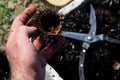 Close up view of man hands opens and cleans sea urchins, for take the eggs inside Royalty Free Stock Photo