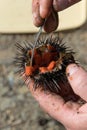 Close up view of man hands opens and cleans sea urchins, for take the eggs inside Royalty Free Stock Photo
