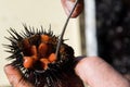 Close up view of man hands opens and cleans sea urchins, for take the eggs inside Royalty Free Stock Photo