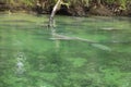 Close up view of Manatee at Blue Springs State Park