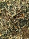 Close up view of Mango tree bark texture