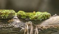 Close-up view of an Mangshan Pit Viper Royalty Free Stock Photo