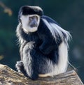 Close-up view of a Mantled guereza