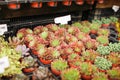 Close up view of many different variety and colorful young succulent plants in small pots for sale in the market Royalty Free Stock Photo