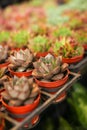 Close up view of many different variety and colorful young succulent plants in small pots for sale in the market Royalty Free Stock Photo