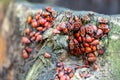 Close-up view of many firebugs Pyrrhocoris apterus on tree stub. Details of beautiful red beetles colony Royalty Free Stock Photo