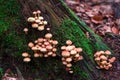 Close up view of many orange mushrooms growing from a bottom of Royalty Free Stock Photo