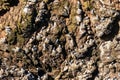 Close-up view of many seabirds and seagulls nesting in the steep cliffs of the Aberdeenshire shore in Scotland