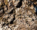 Close-up view of many seabirds and seagulls nesting in the steep cliffs of the Aberdeenshire shore in Scotland