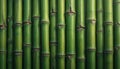 Close up view of many vertical bamboo stalks. Natural texture highlighted by image. Green bamboo stalks arranged in fence like