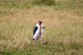 Close-up view of a marabou stork perching in the wild grass field