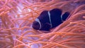 Close-up view of a Maroon clownfish Premnas biaculeatus Royalty Free Stock Photo