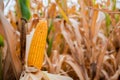 Close-up view of mature corn amidst dry fields showcases the intricate details