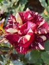 Close up view of maurice utrillo rose?