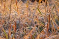 Close-up view of meadow grass with frost in the sunlight on a frosty autumn morning Royalty Free Stock Photo