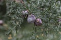 Close up view of the mediterranean cypress tree cones, selective focus, close-up Royalty Free Stock Photo