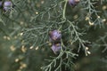 Close up view of the mediterranean cypress tree cones, selective focus, close-up Royalty Free Stock Photo