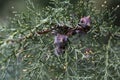 Close up view of the mediterranean cypress tree cones, selective focus, close-up Royalty Free Stock Photo