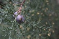 Close up view of the mediterranean cypress tree cones, selective focus, close-up Royalty Free Stock Photo