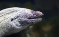 Close-up view of a Mediterranean moray Royalty Free Stock Photo